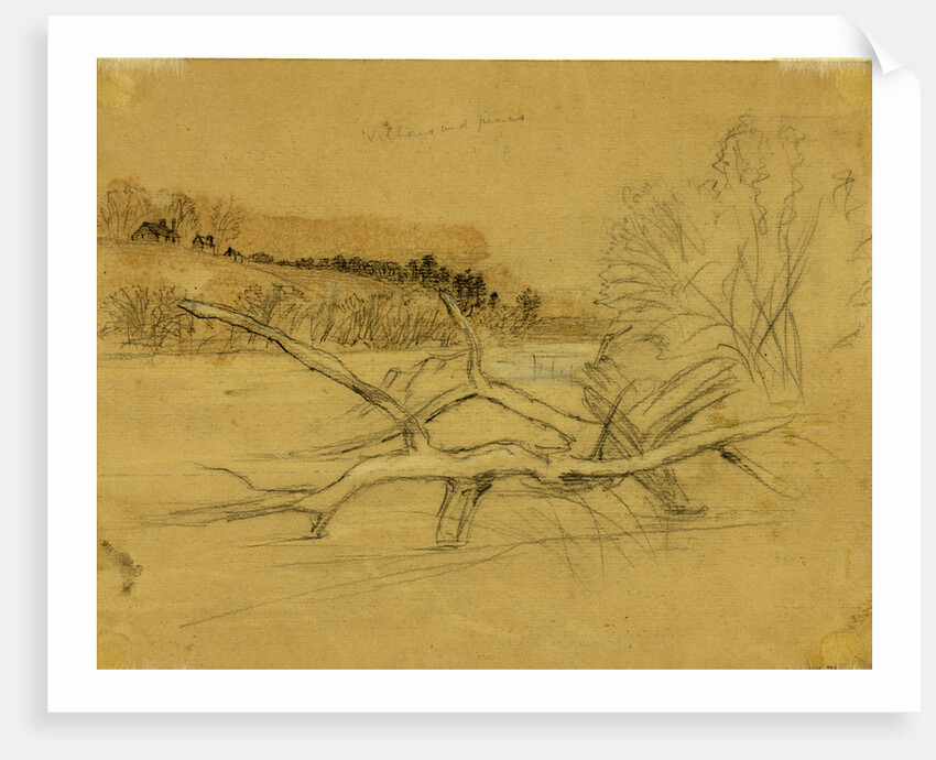 Willows and pines by Alfred R Waud