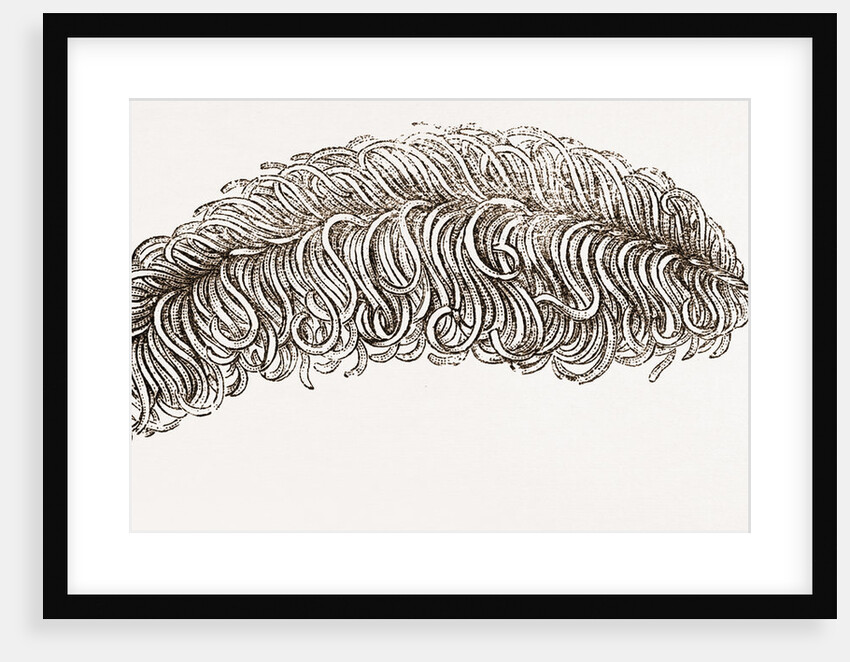 Imitation Feather by Anonymous