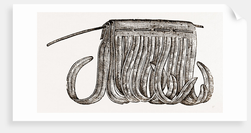 Detail Of Feather by Anonymous