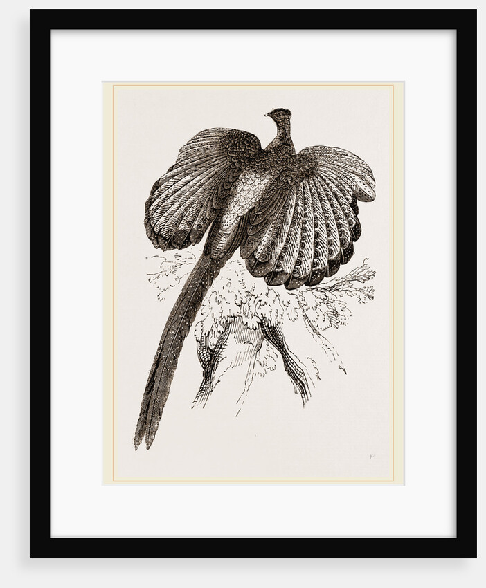 Argus Pheasant by Anonymous