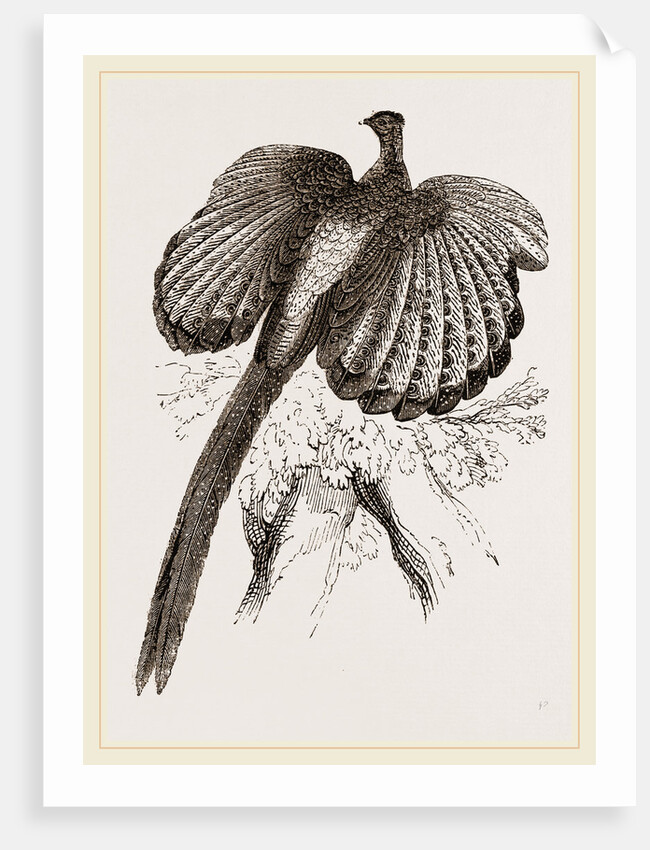 Argus Pheasant by Anonymous