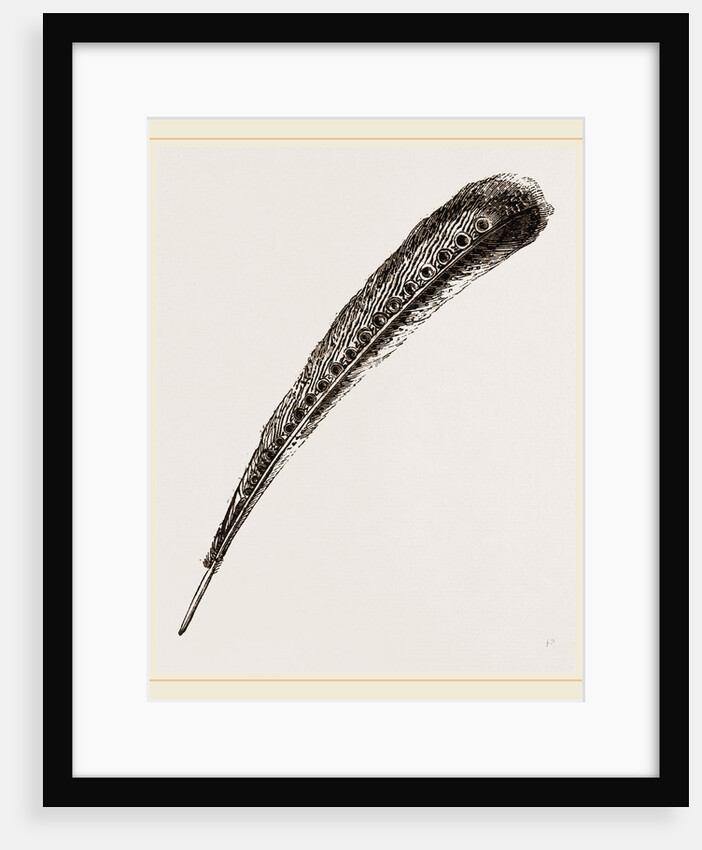 Secondary Quill-Feather of Argus Pheasant by Anonymous
