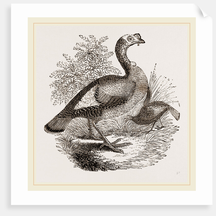 Wild Turkey and Young by Anonymous