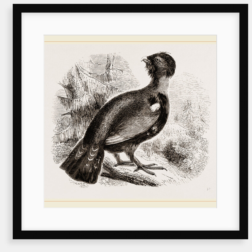 Capercaillie by Anonymous
