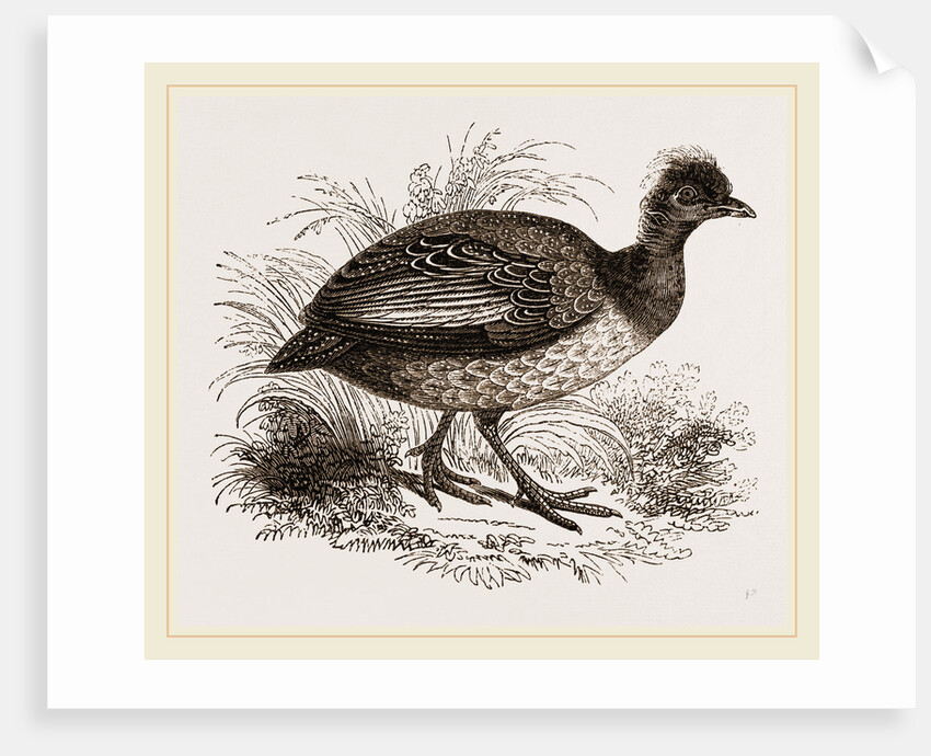 Crested Guinea-Fowl by Anonymous