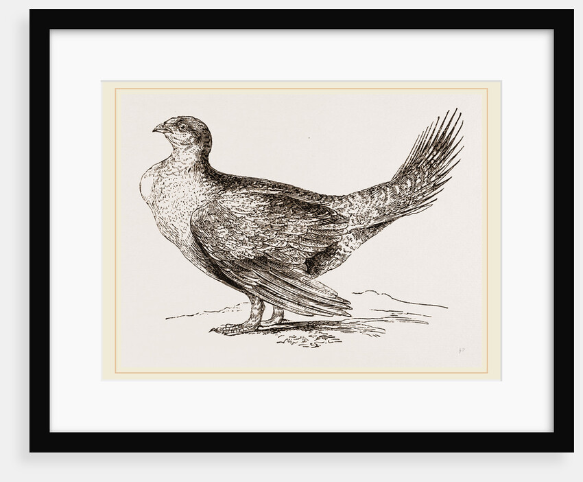 Cock of the Plains by Anonymous