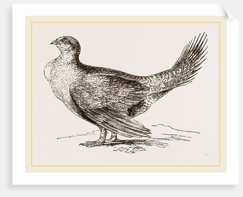 Cock of the Plains by Anonymous