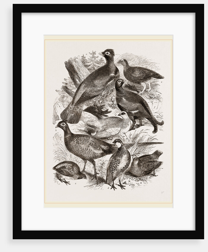 Group of Game by Anonymous