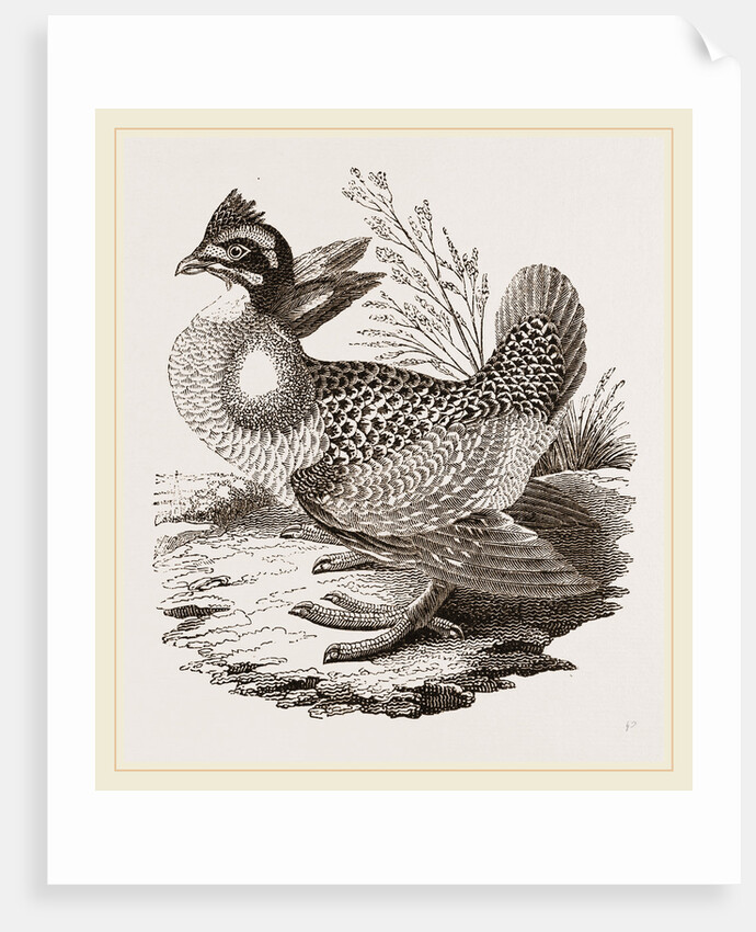 Finnated Grouse by Anonymous