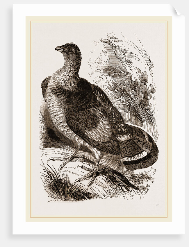 Ruffed Grouse by Anonymous