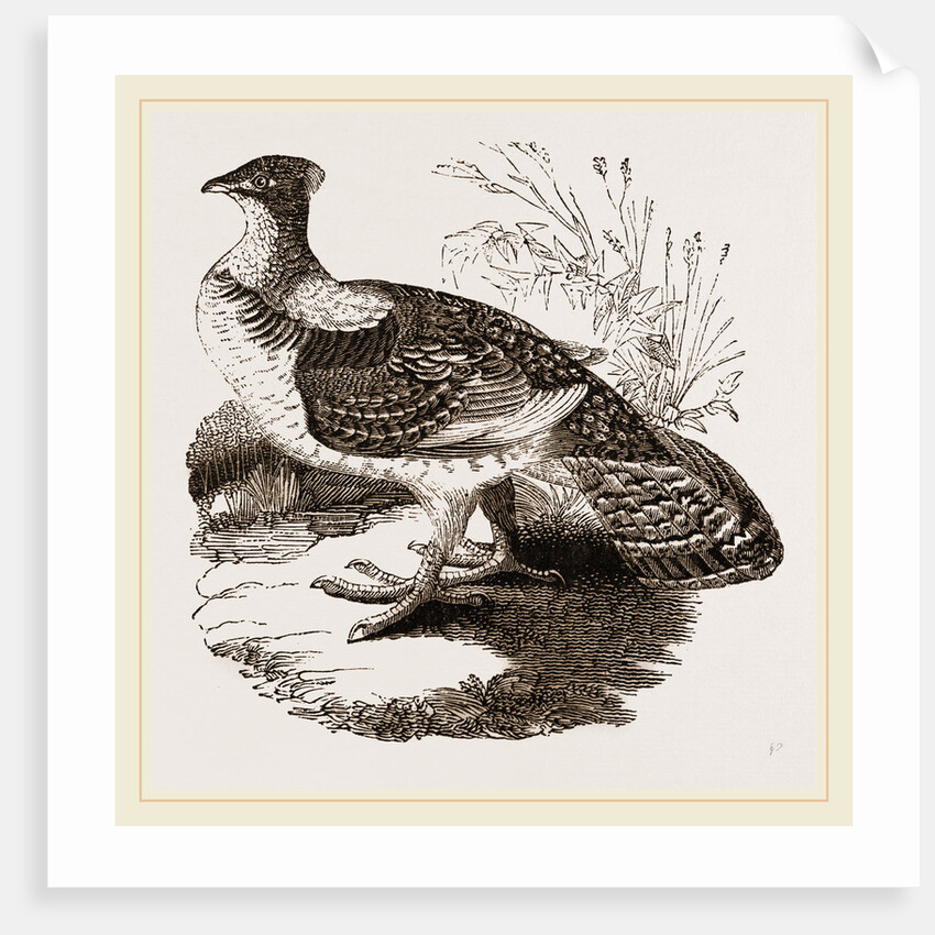 Ruffed Grouse by Anonymous