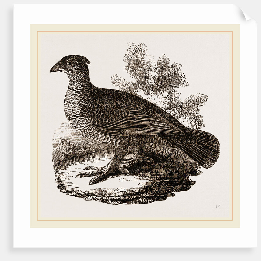 Dusky Grouse by Anonymous
