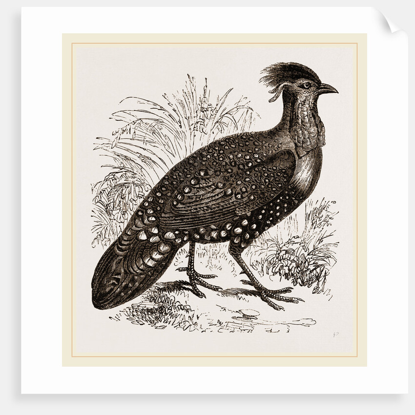 Hastings' Horned Pheasant Male by Anonymous