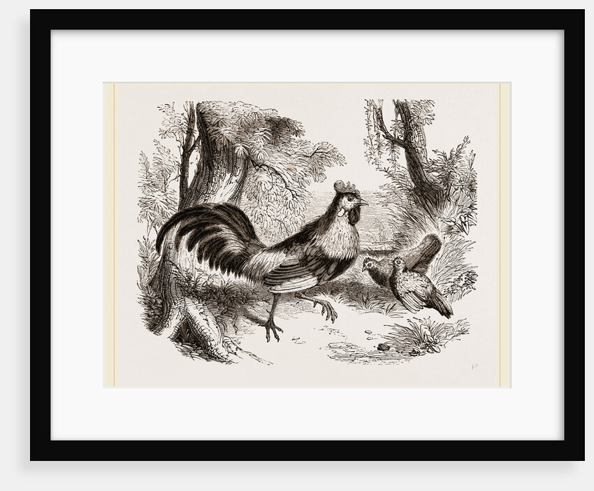 Jungle-Fowl of India by Anonymous