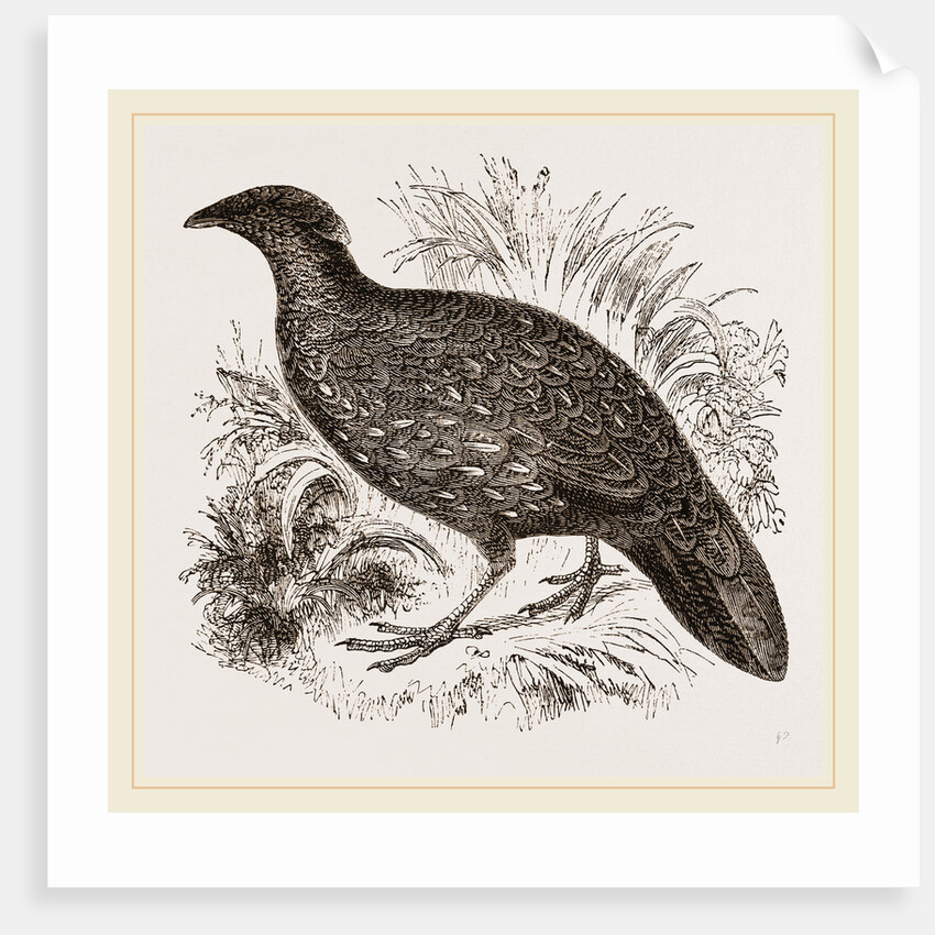 Hastings' Horned Pheasant Female by Anonymous