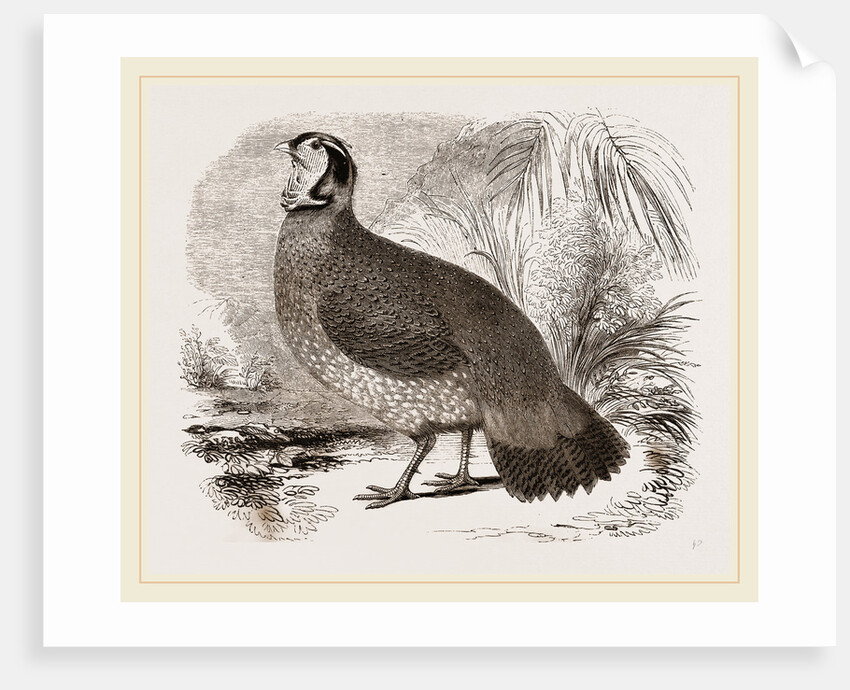 Temminck's Horned Pheasant by Anonymous