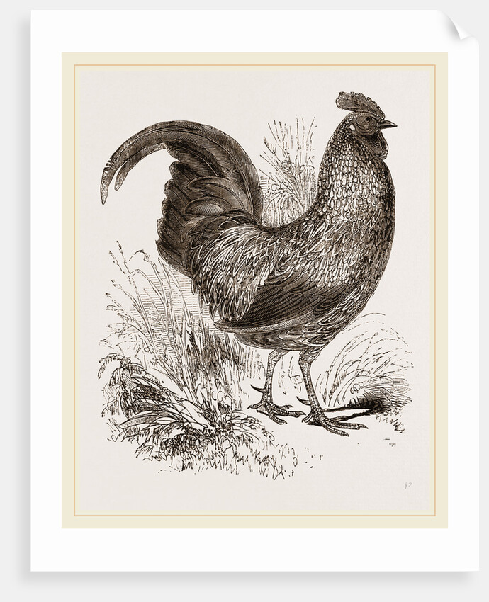 Sonnerat's Jungle-Fowl Male by Anonymous