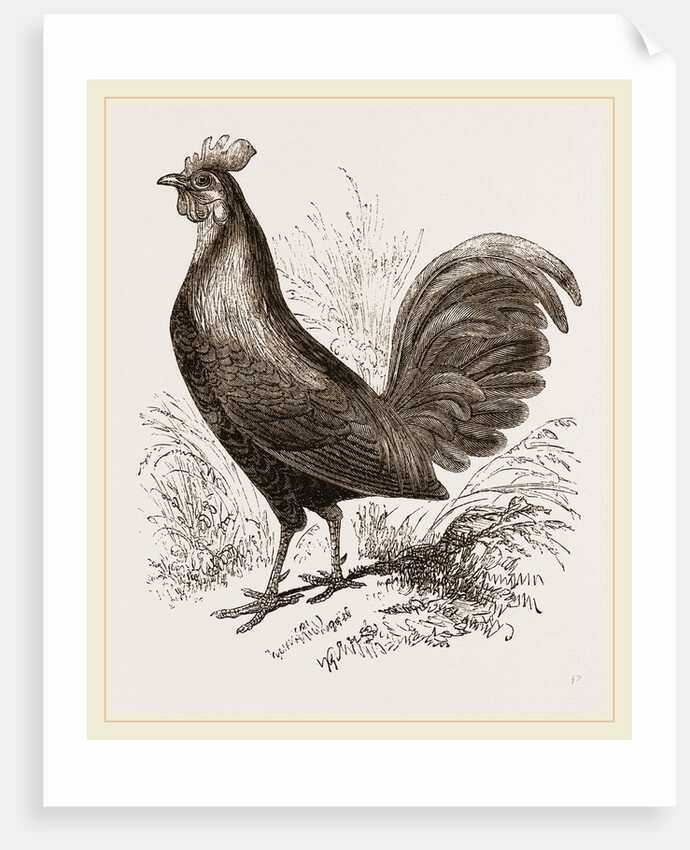 Bankiva Jungle Fowl by Anonymous