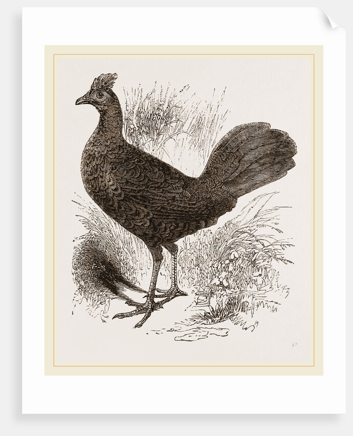 Fire-backed Jungle Fowl Female by Anonymous