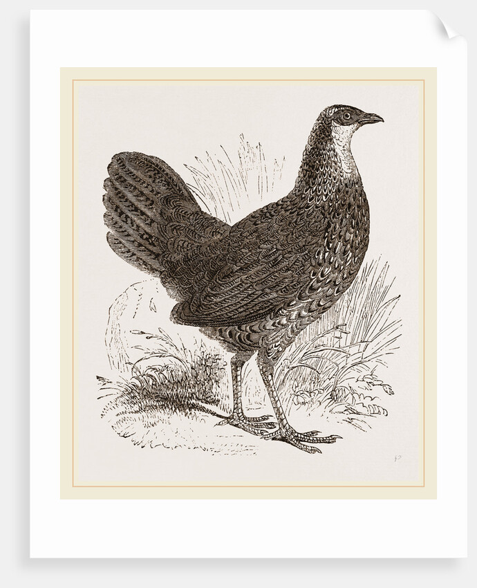 Sonnerat's Jungle-Fowl Female by Anonymous