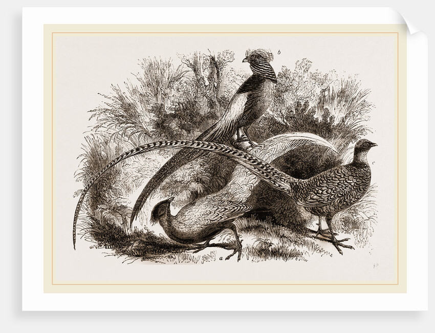 Group of Chinese Pheasants by Anonymous