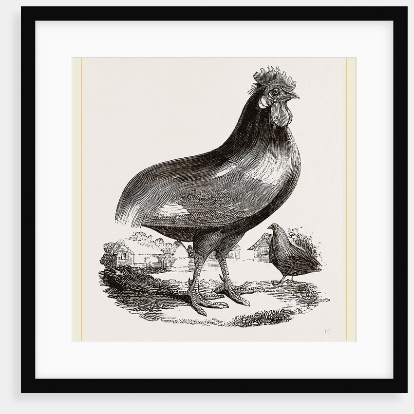 Persian Cock by Anonymous