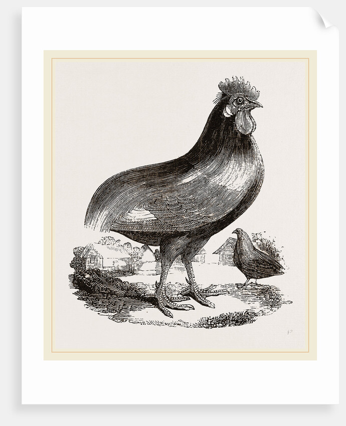 Persian Cock by Anonymous