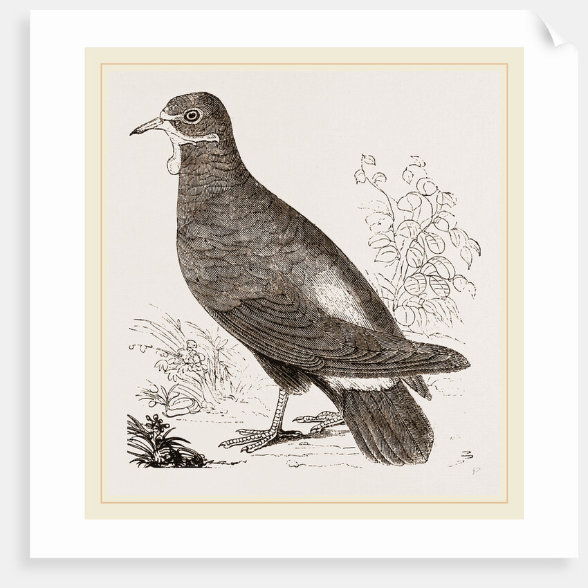 Wattled Ground Pigeon by Anonymous