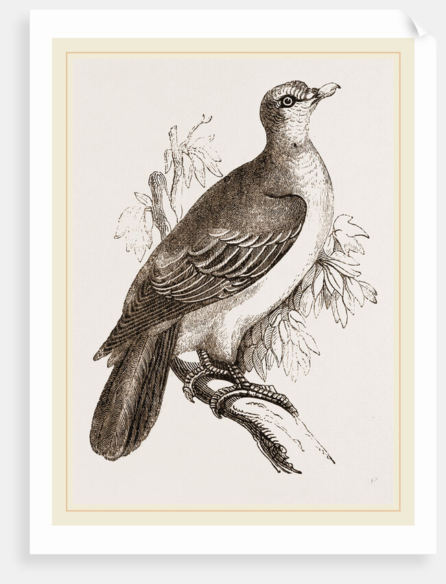 Aromatic Vinago by Anonymous