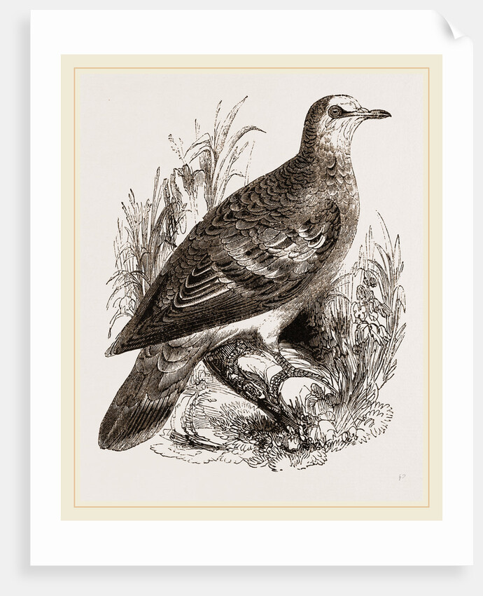 Bronze-winged Pigeon by Anonymous