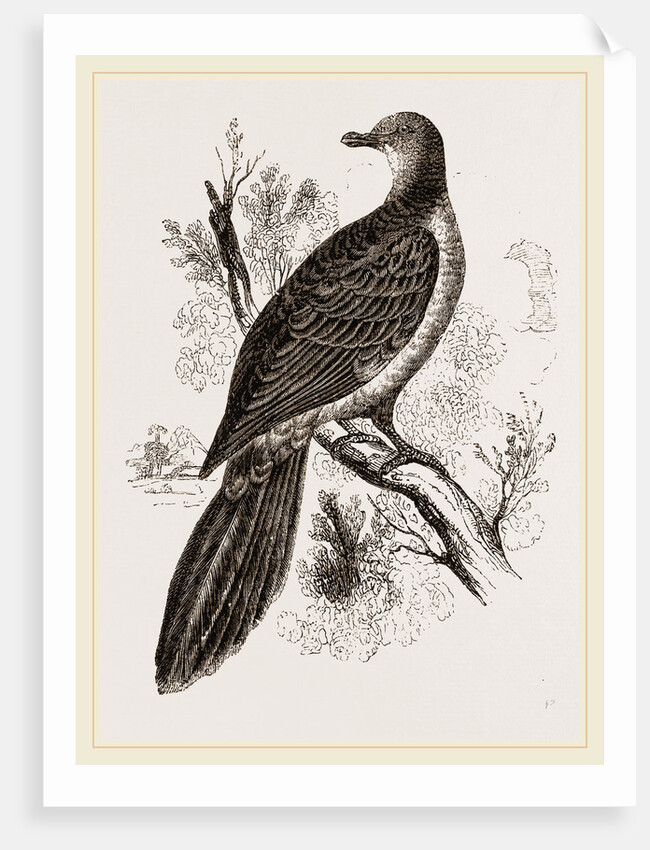 Phasianella by Anonymous