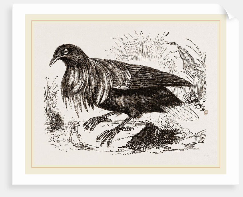 Nicoliar Pigeon by Anonymous