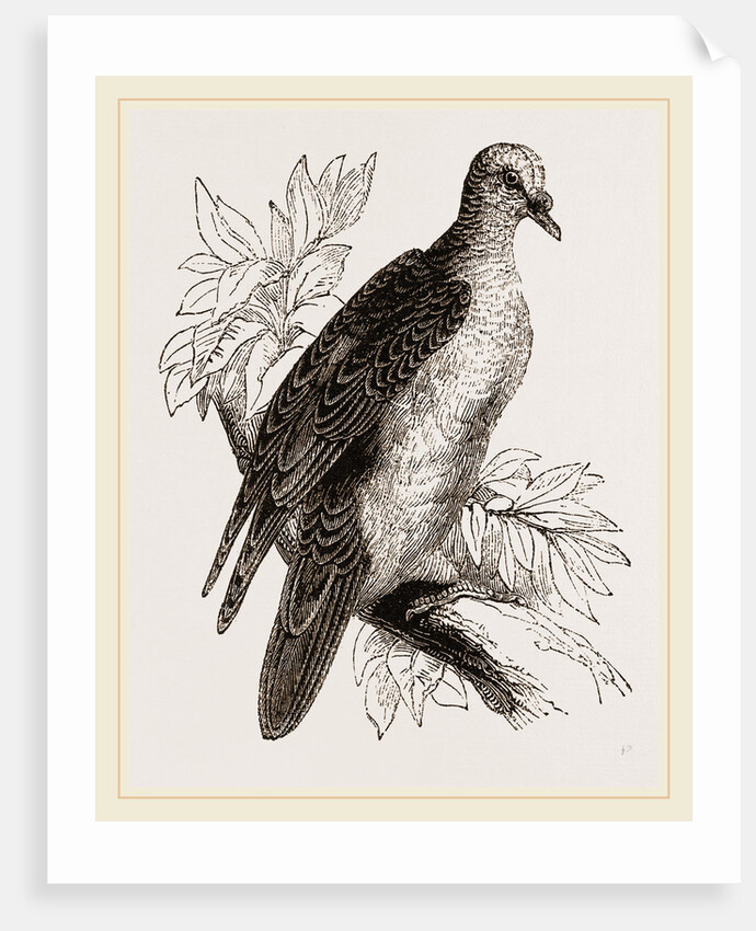 Oceanie Fruit-Pigeon by Anonymous