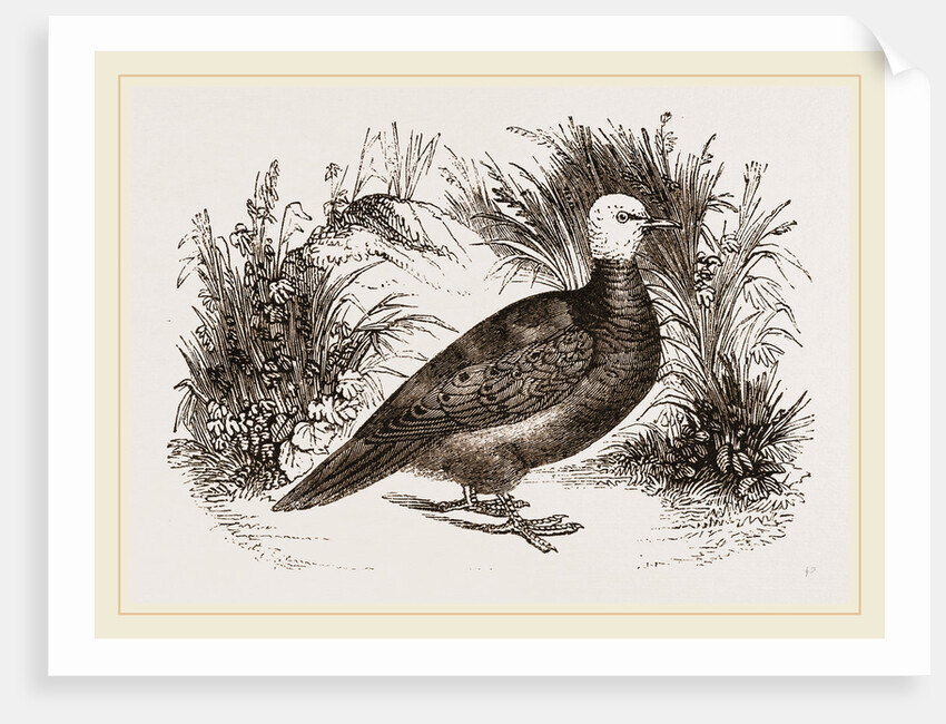 Talpicoti by Anonymous