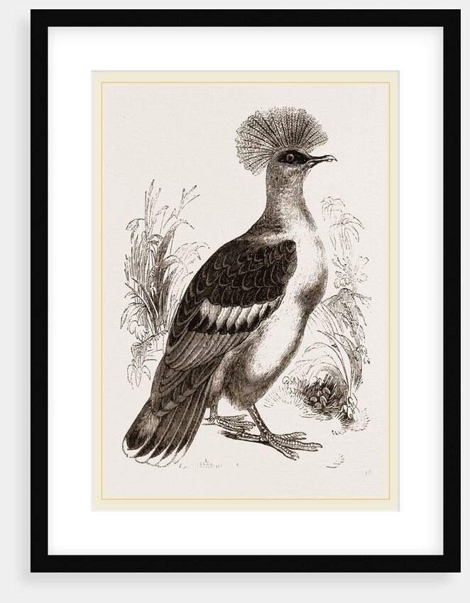 Crowned Pigeon by Anonymous