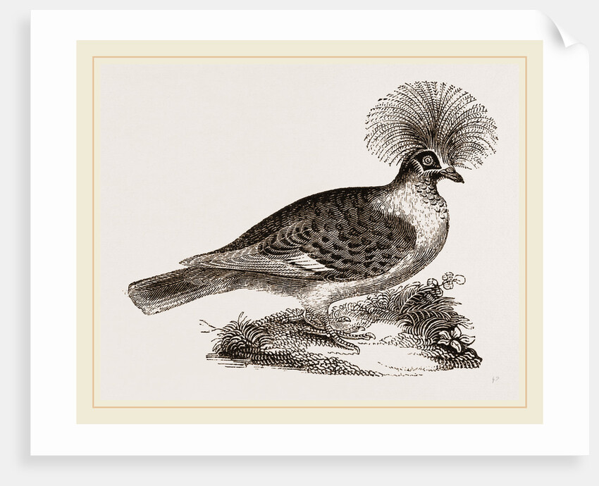 Crowned Pigeon by Anonymous