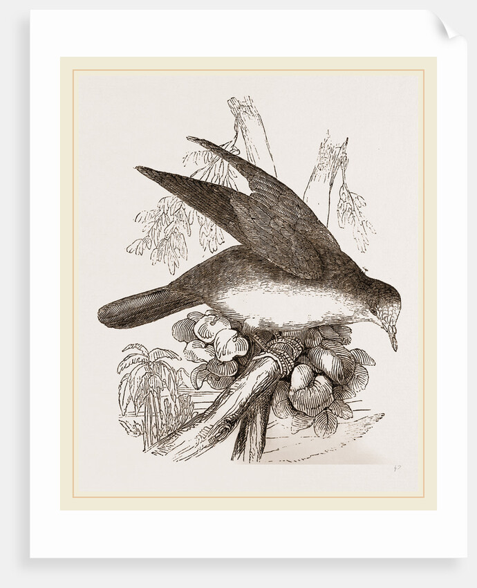 Brown-backed Peristera by Anonymous