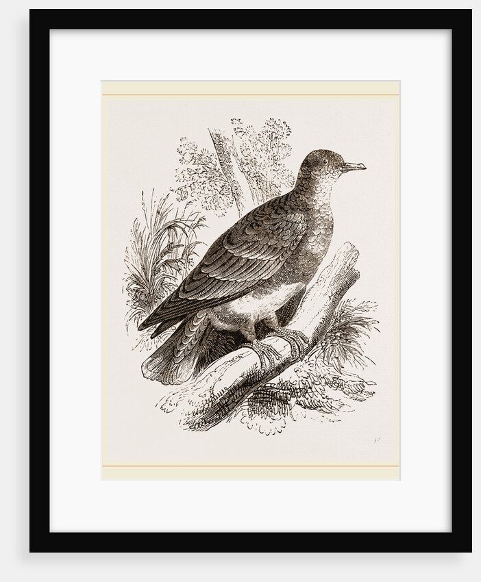 Manasope Pigeon by Anonymous