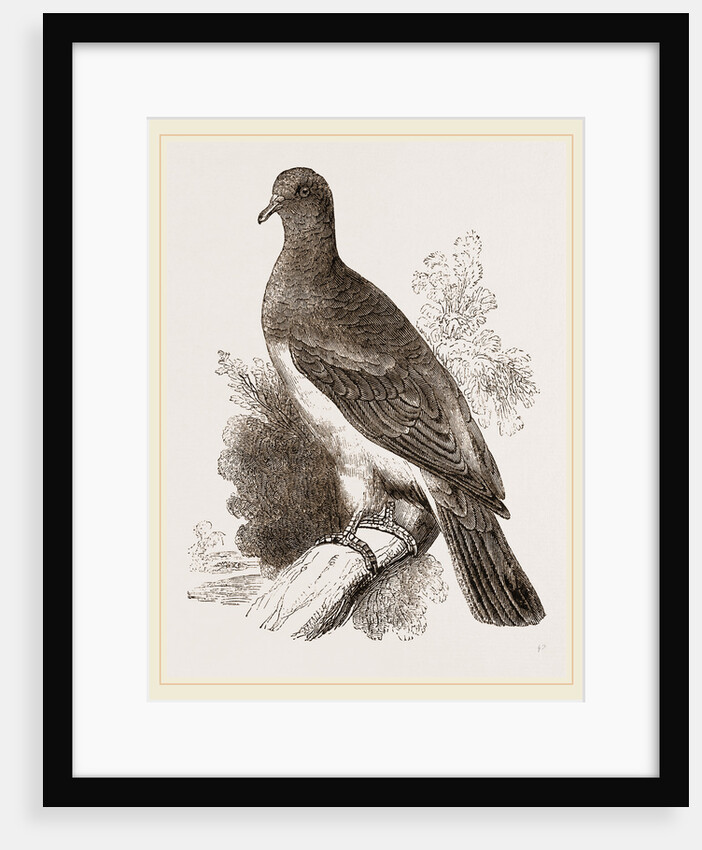 Chestnut-shouldered Pigeon by Anonymous