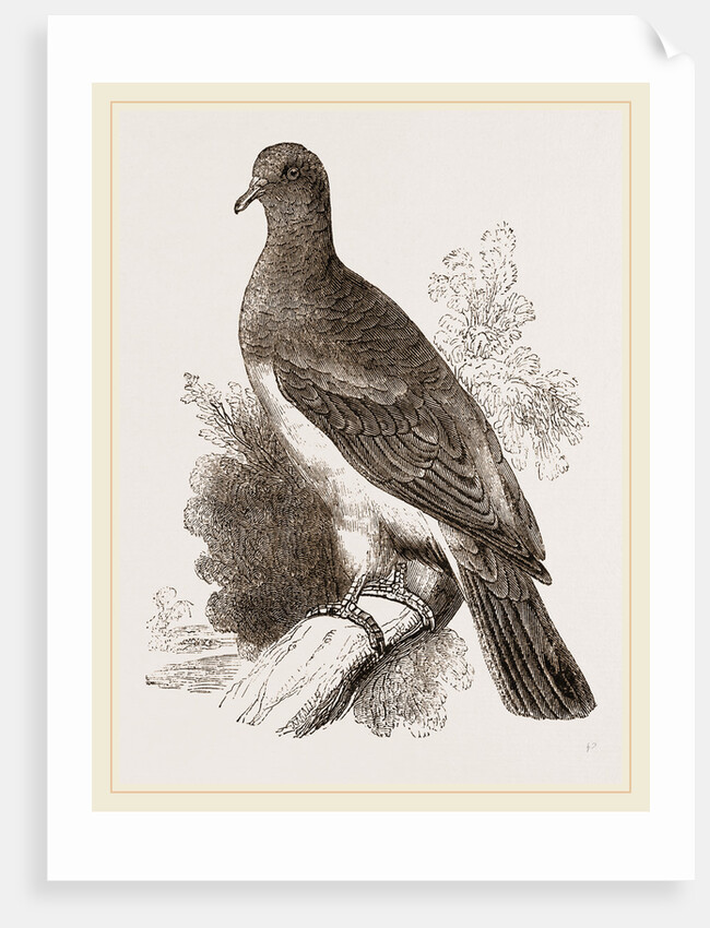 Chestnut-shouldered Pigeon by Anonymous
