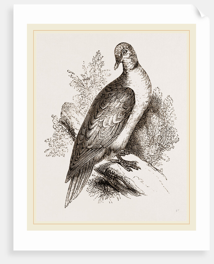 Collared Turtle by Anonymous