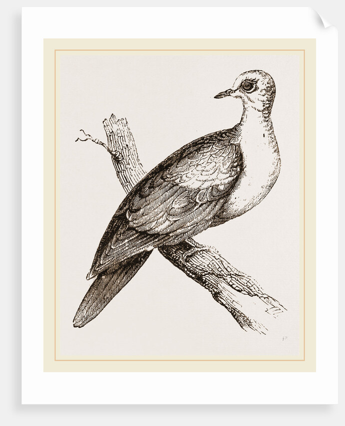 Collared Turtle by Anonymous