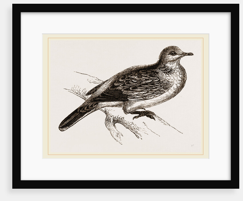 Turtle-Dove by Anonymous