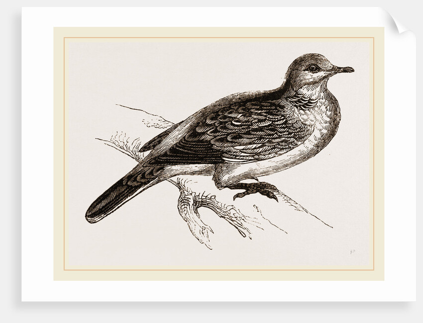 Turtle-Dove by Anonymous