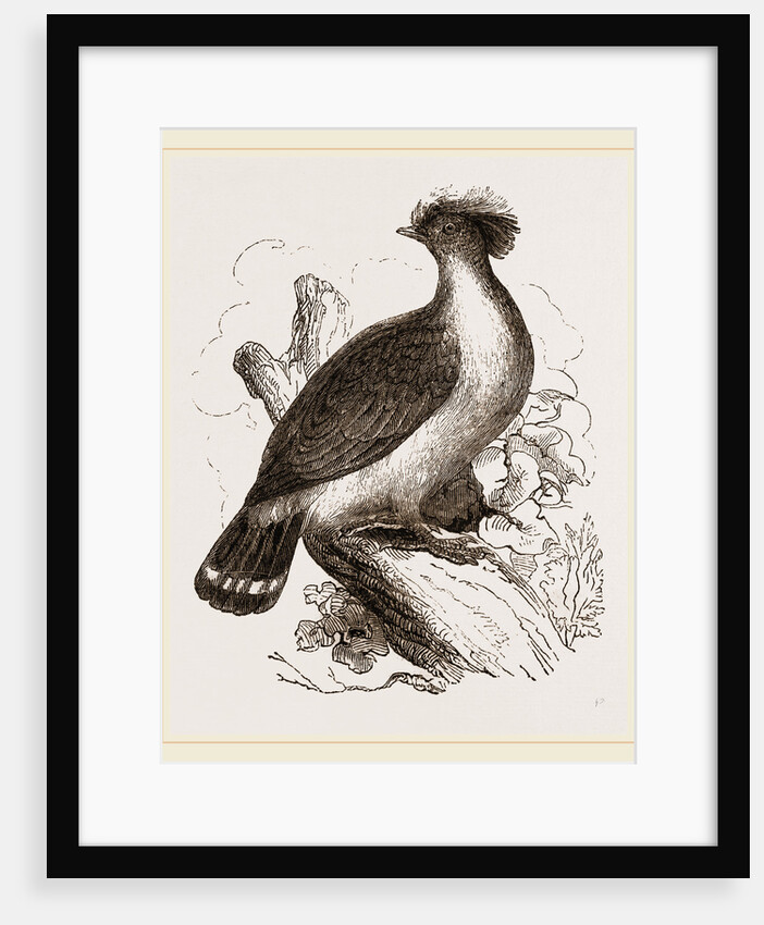 double-crested Pigeon by Anonymous