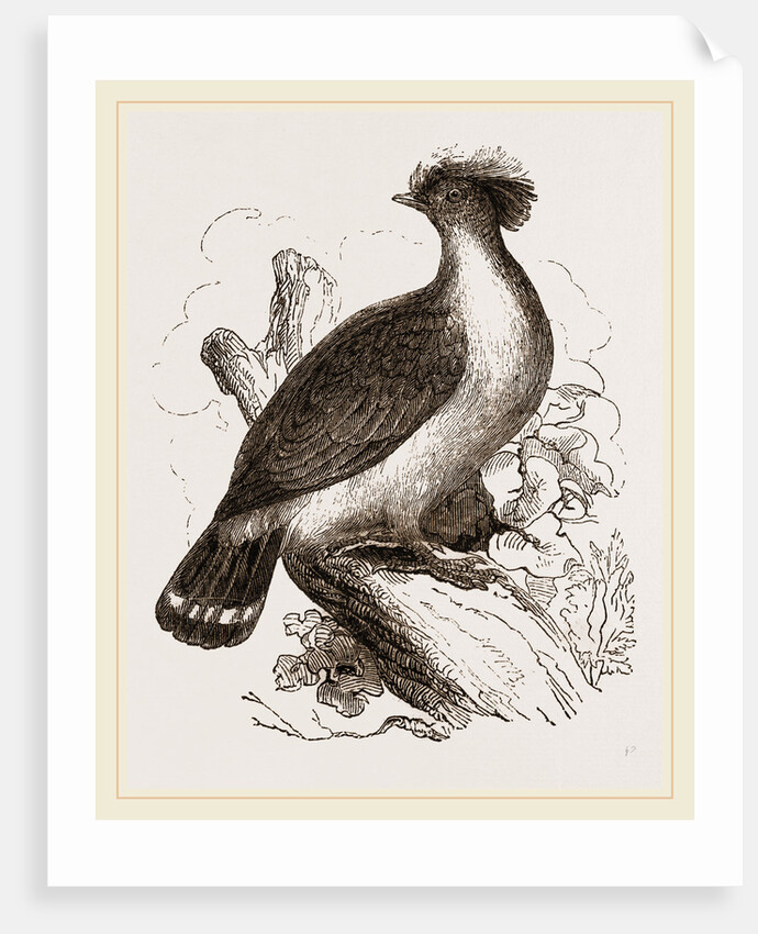 double-crested Pigeon by Anonymous