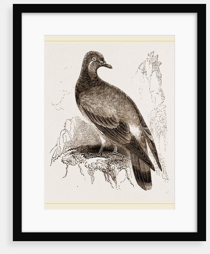 Rock-Dove by Anonymous