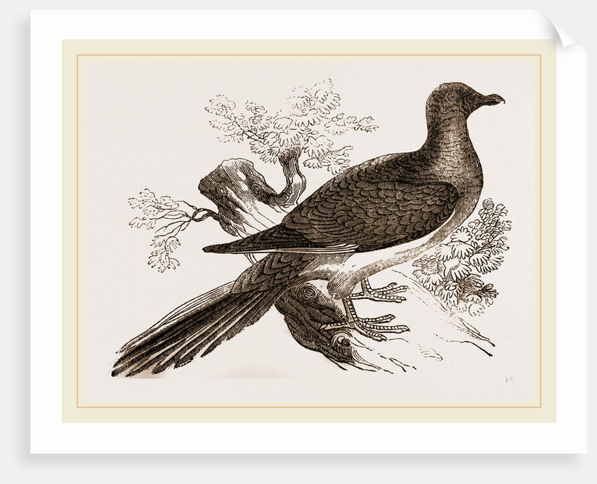 Passenger Pigeon by Anonymous