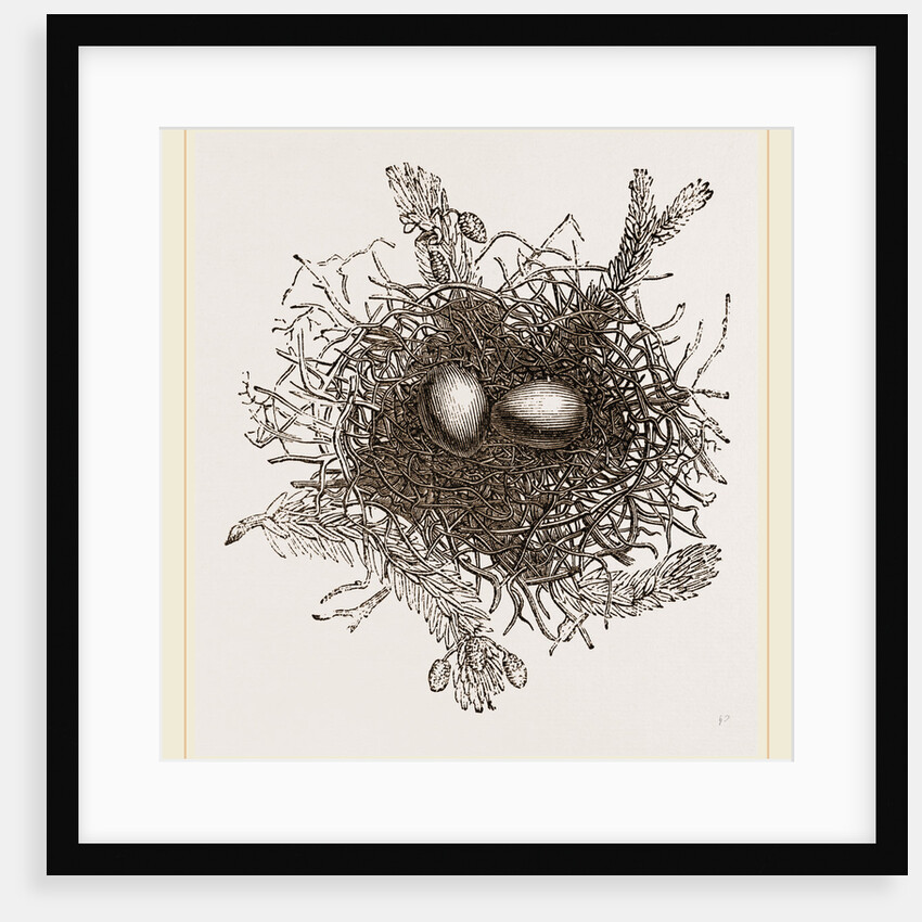 Nest of Turtle Dove by Anonymous