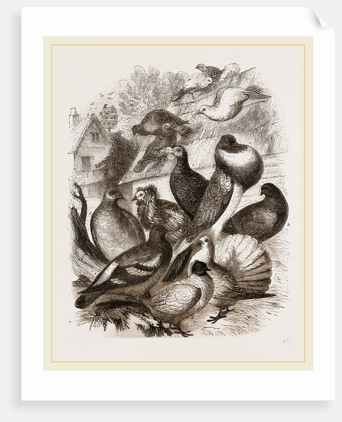 Group of Pigeons by Anonymous